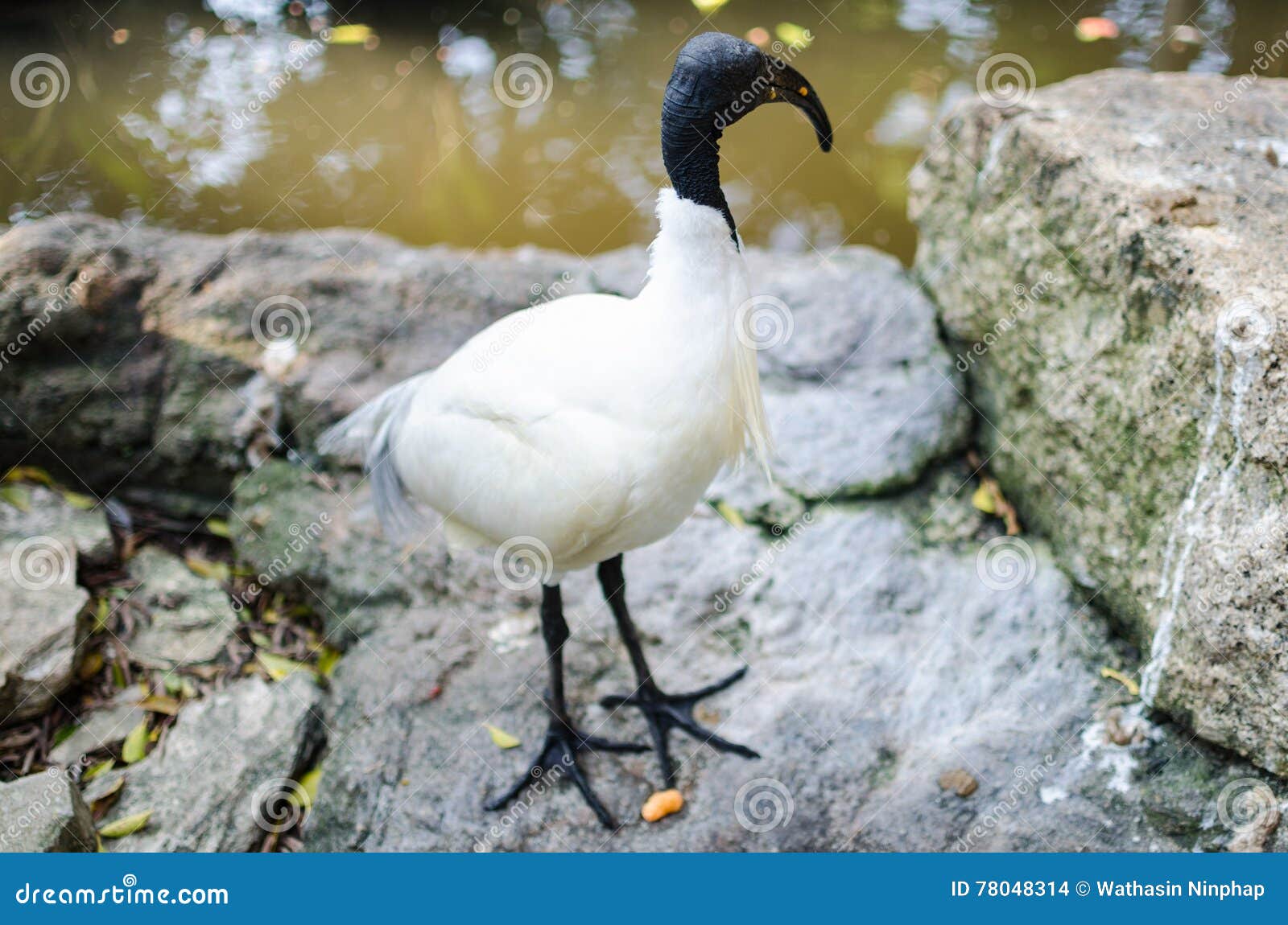 Alpaca beans are eaten stock photo. Image of alpacas 78048314