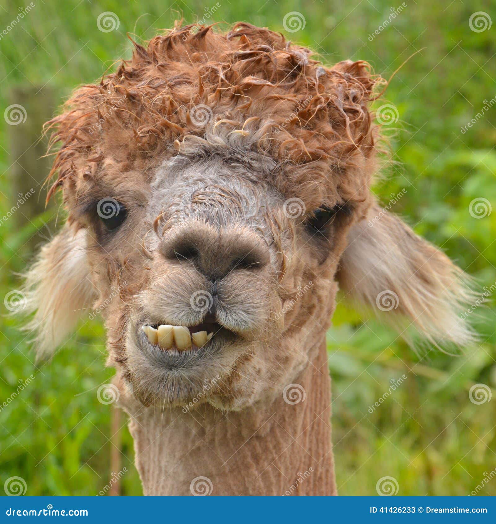 Alpaca Chewing stock image. Image of alpaca, grin, teeth 41426233