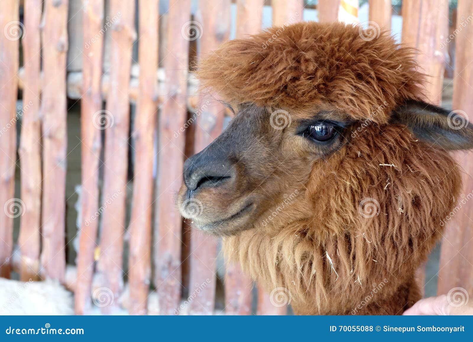 superávit Interminable Rebelión Alpaca del pelo de Brown foto de archivo. Imagen de mentira - 70055088