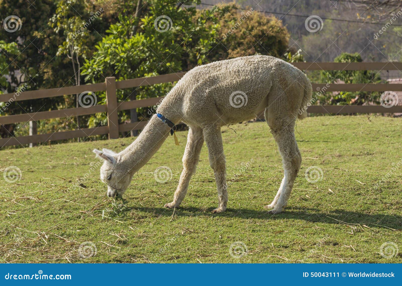 Alpaca eating grass stock image. Image of animal, face 50043111