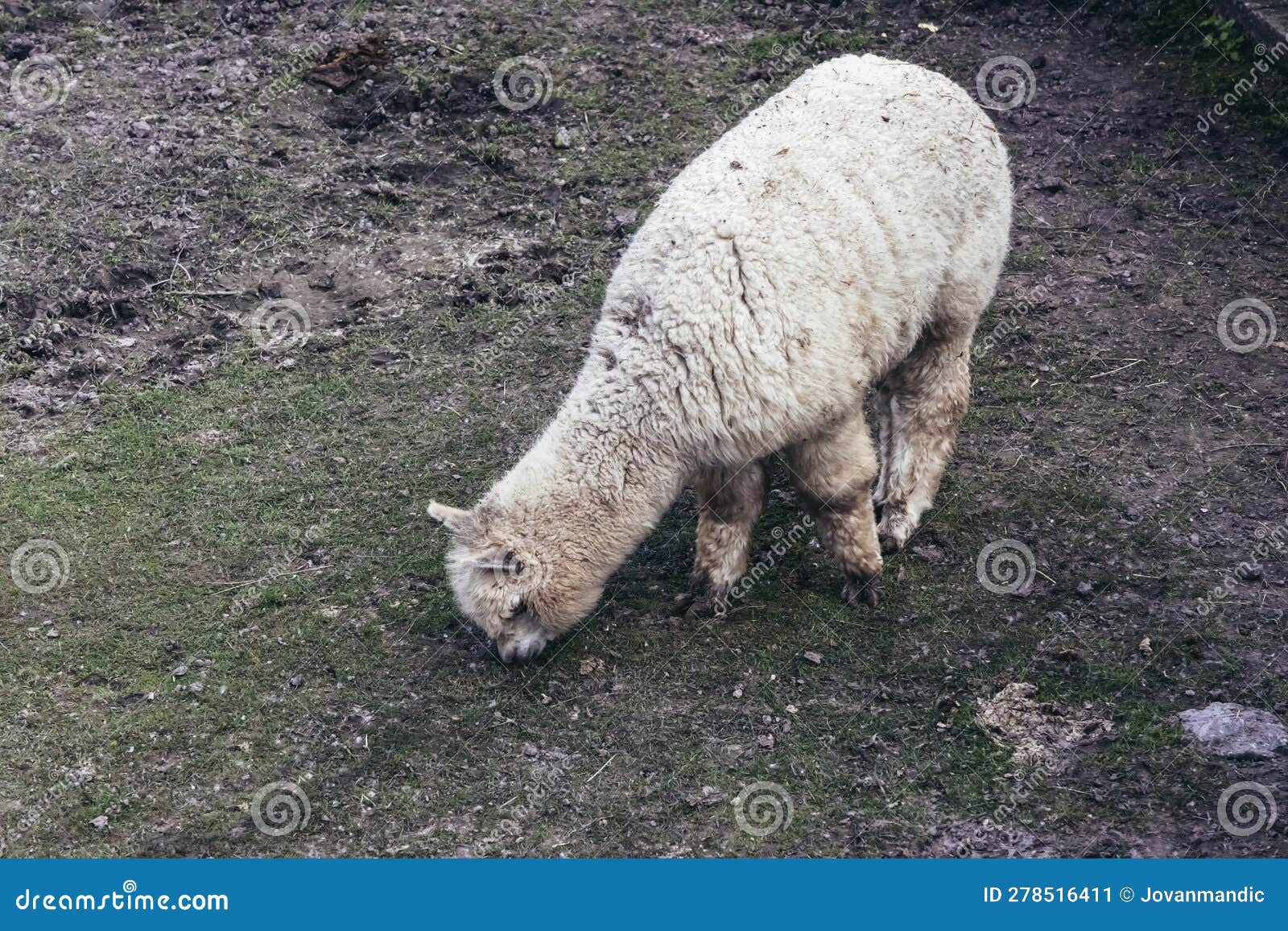 Alpaca eating its food stock image. Image of food, eating 278516411
