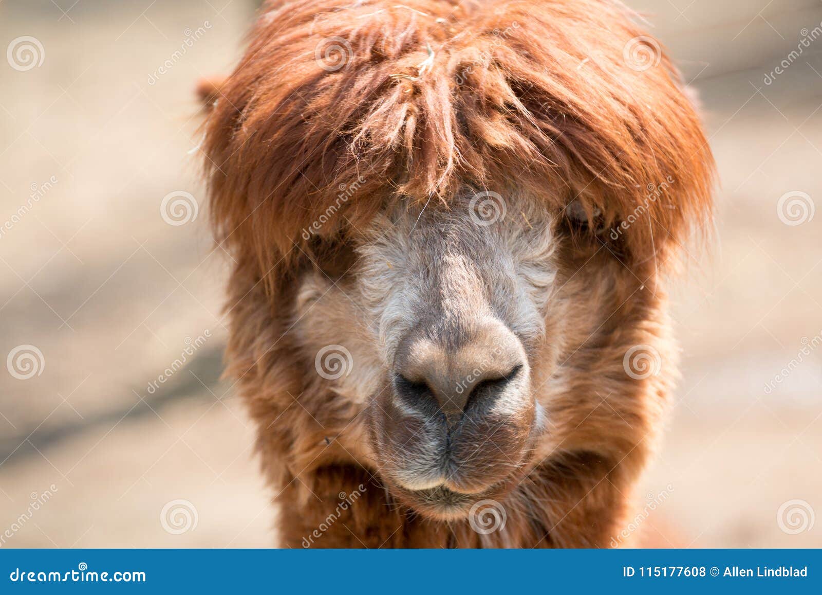 Alpaca Face off stock photo. Image of unhappy, shaggy - 115177608