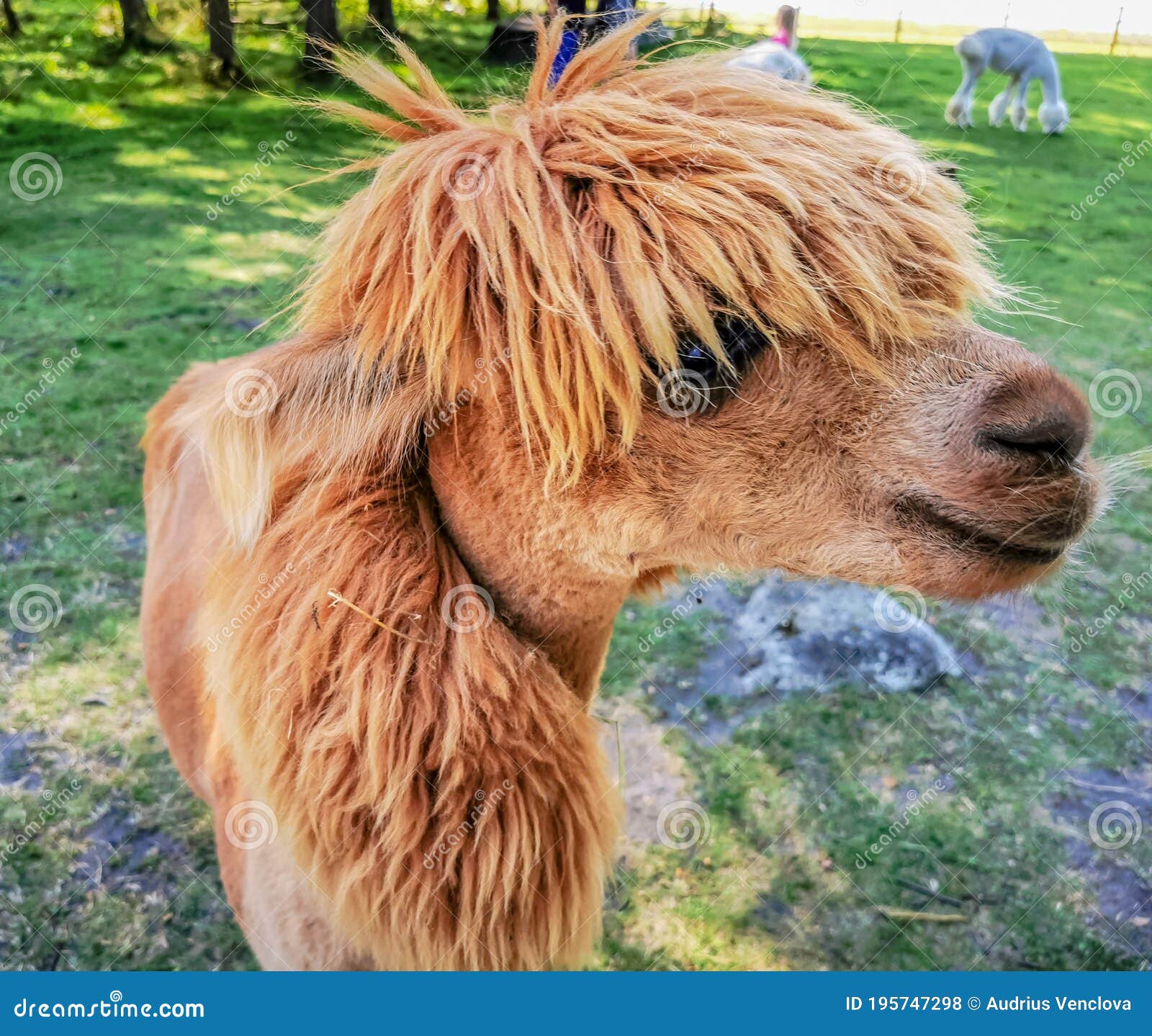 An Alpaca with a Funny Haircut, a Relative of the Llama Looking To Camera  Stock Photo - Image of horizontal, dawn: 195747298