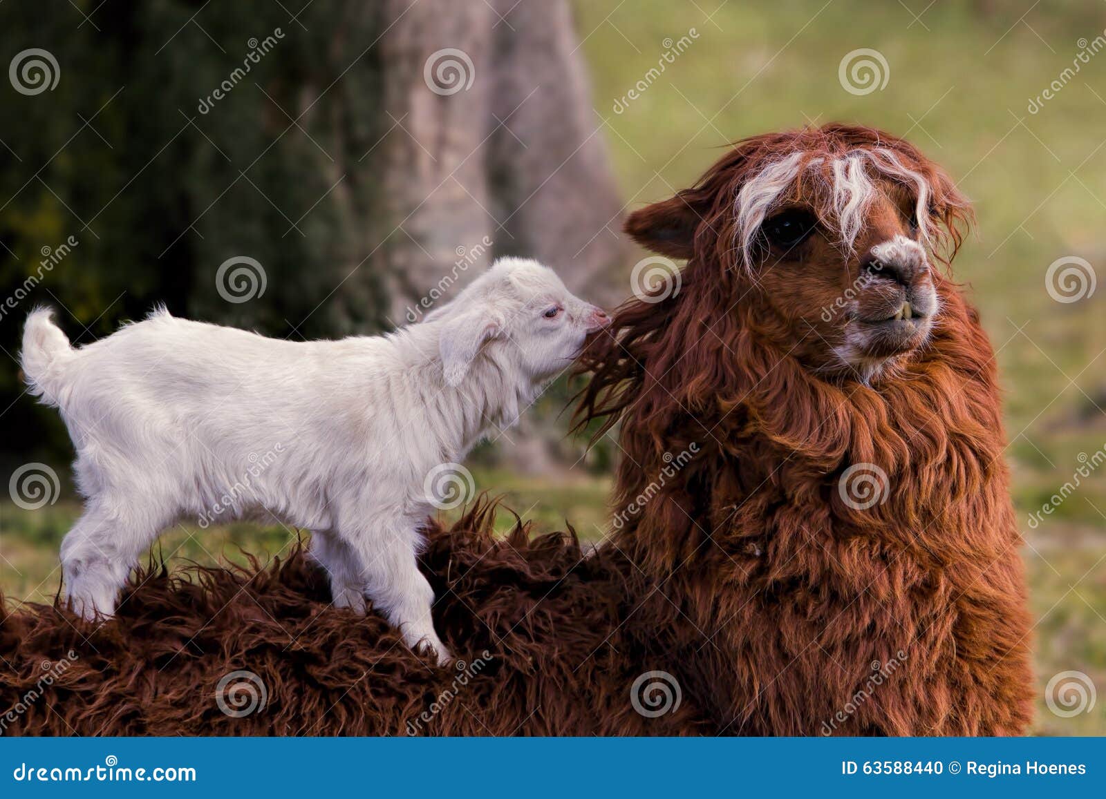 Alpaca and goat kid stock photo. Image of game, mammal 63588440