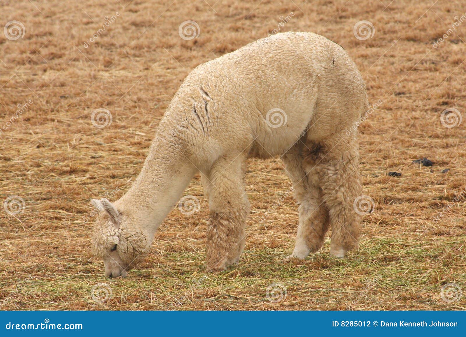 Alpaca Grazing stock photo. Image of alpaca, ranch, grazing 8285012