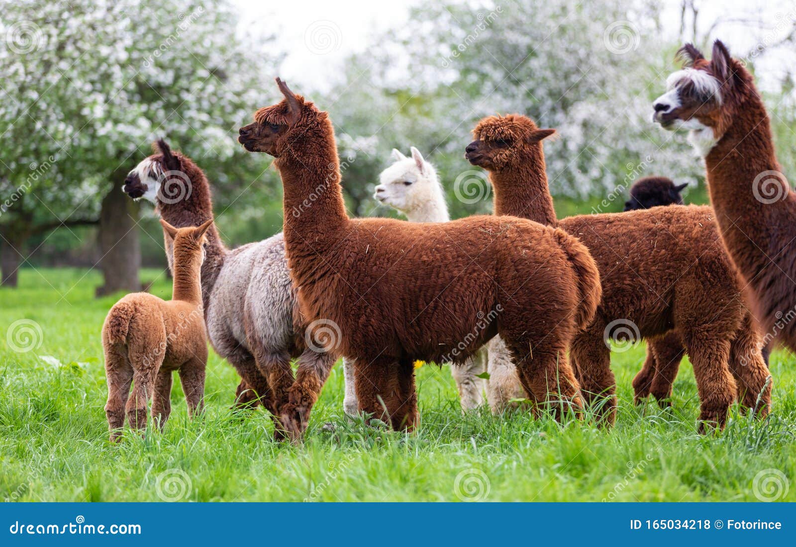alpaca herd on a spring meadow