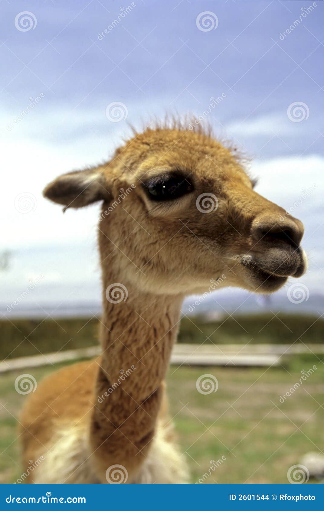 alpaca- lake titicaca, bolivia