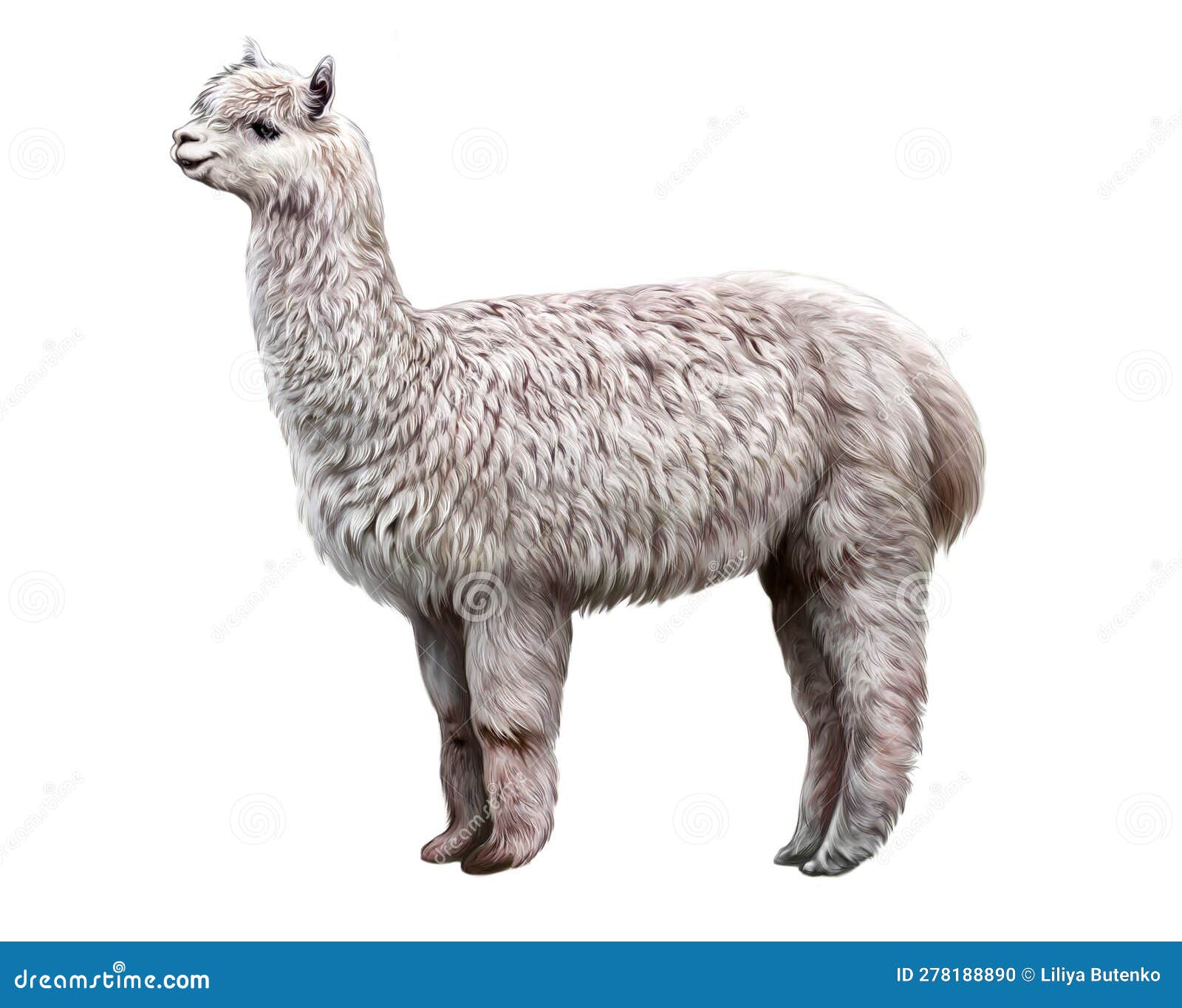 Alpaca, Lama Pacos, Vicugna Pacos Stock Illustration - Illustration of ...