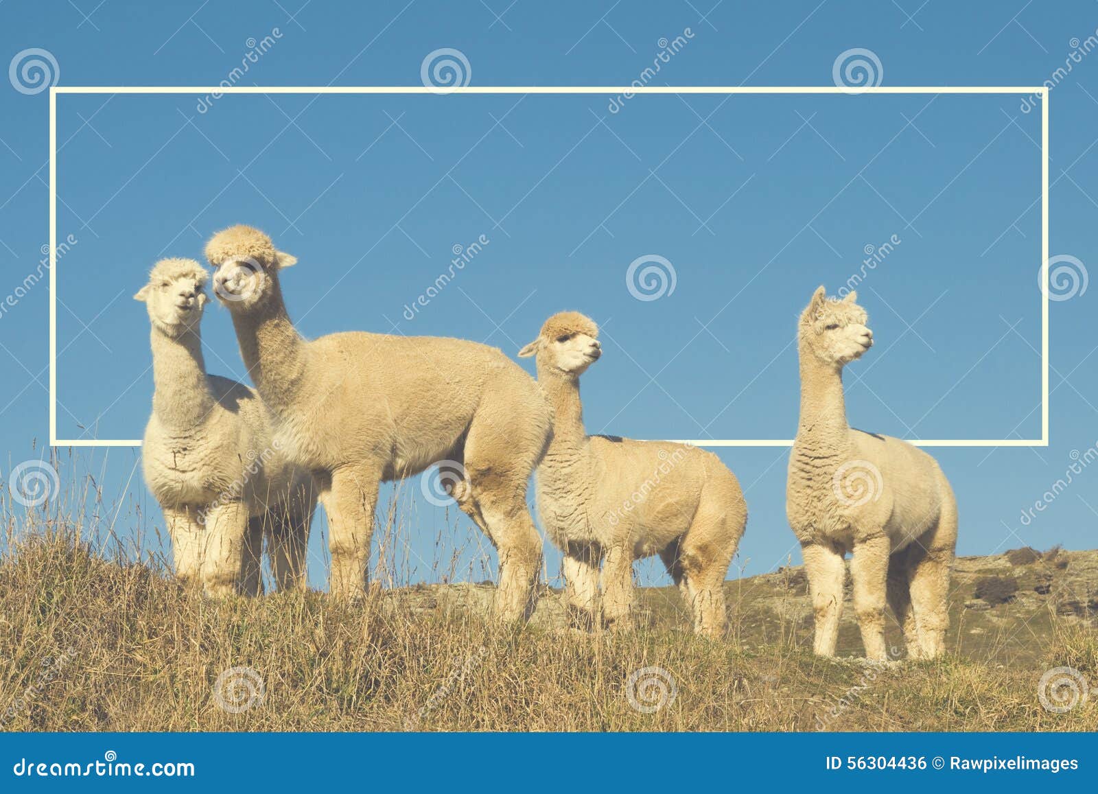 alpaca lama shaggy field mountain animals concept