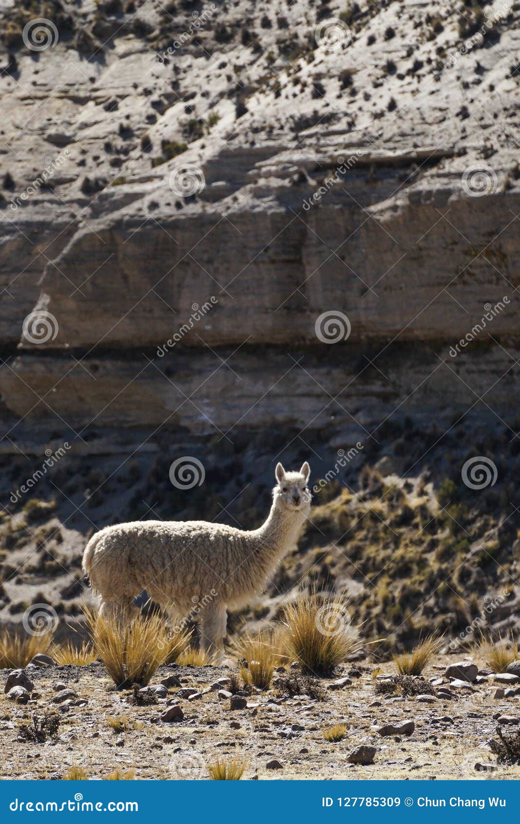 A Alpaca is Looking for Something To Eat on the Dirt Ground. Stock
