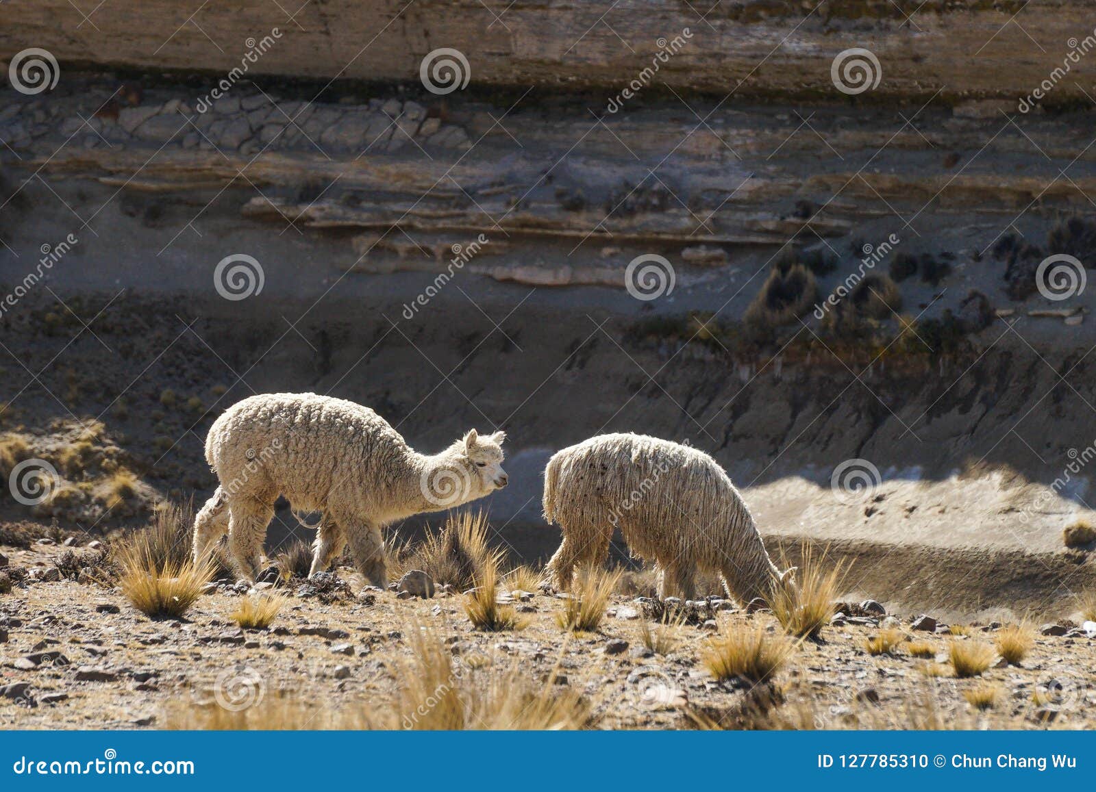 A Alpaca is Looking for Something To Eat on the Dirt Ground.Two Alpacas