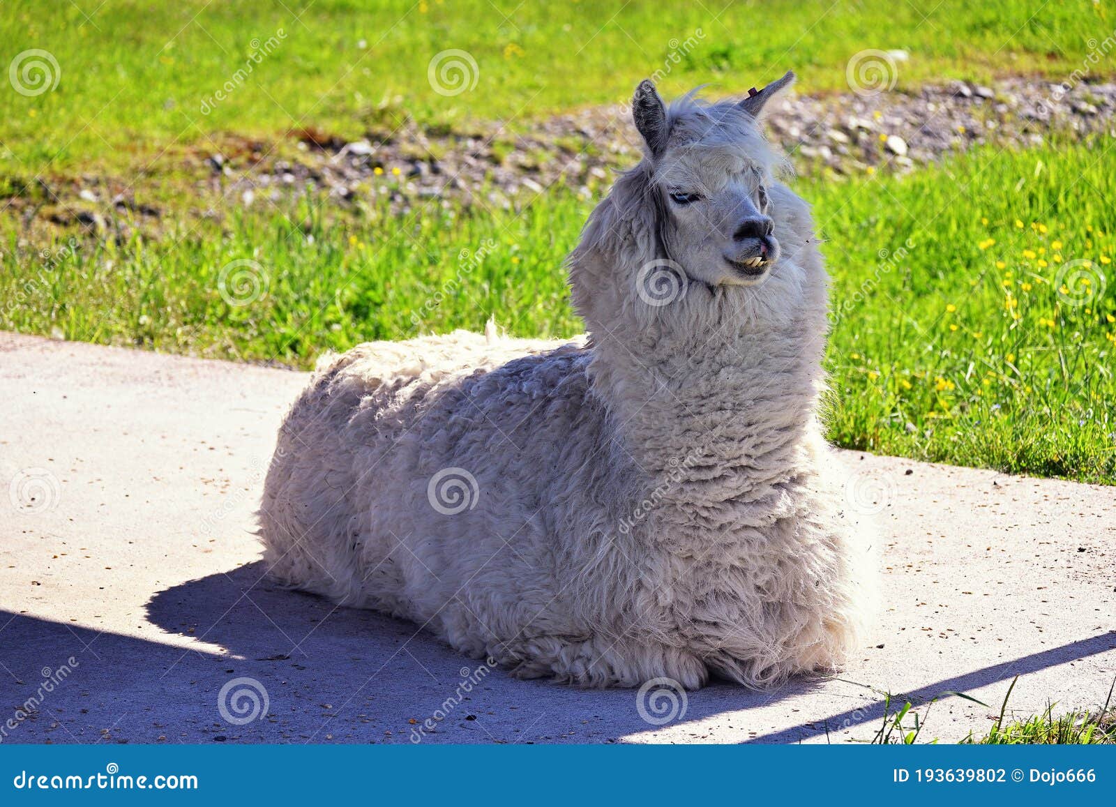 Alpaca Portrait with Crooked Teeth Stock Photo Image of fleece, face