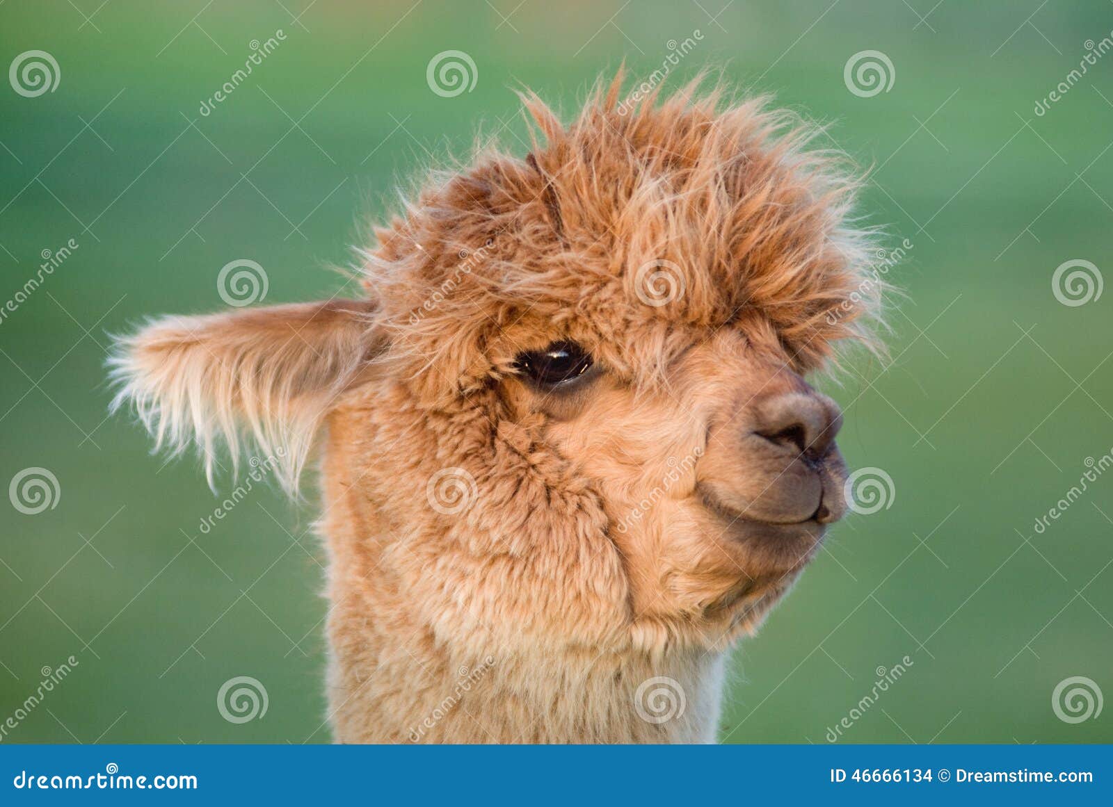 alpaca portrait