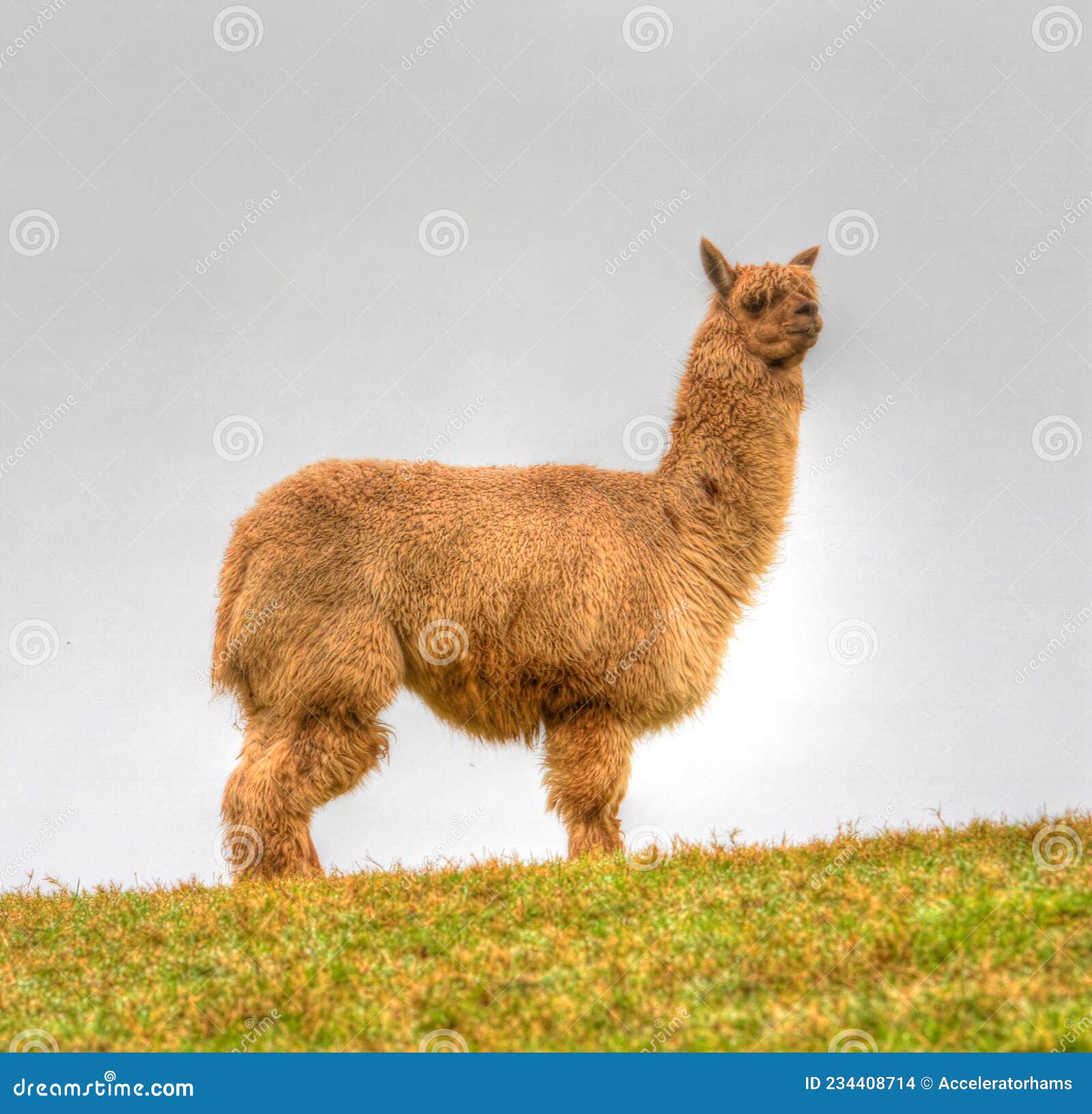 alpaca hairy brown coat ligtht background