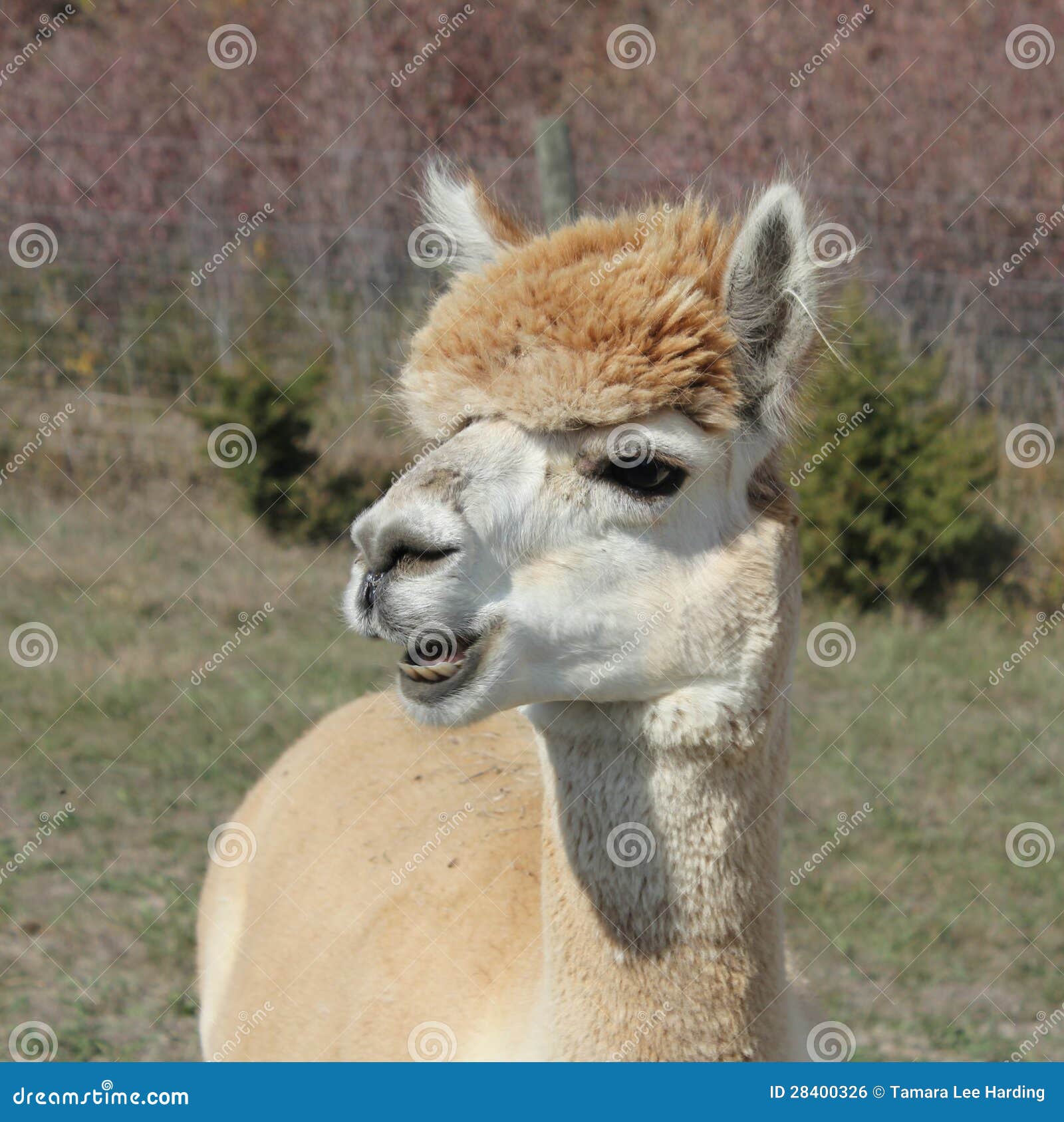 Alpaca with teeth showing stock photo. Image of farm 28400326