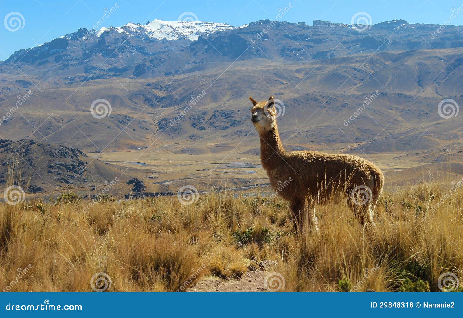 alpaca on mountain top