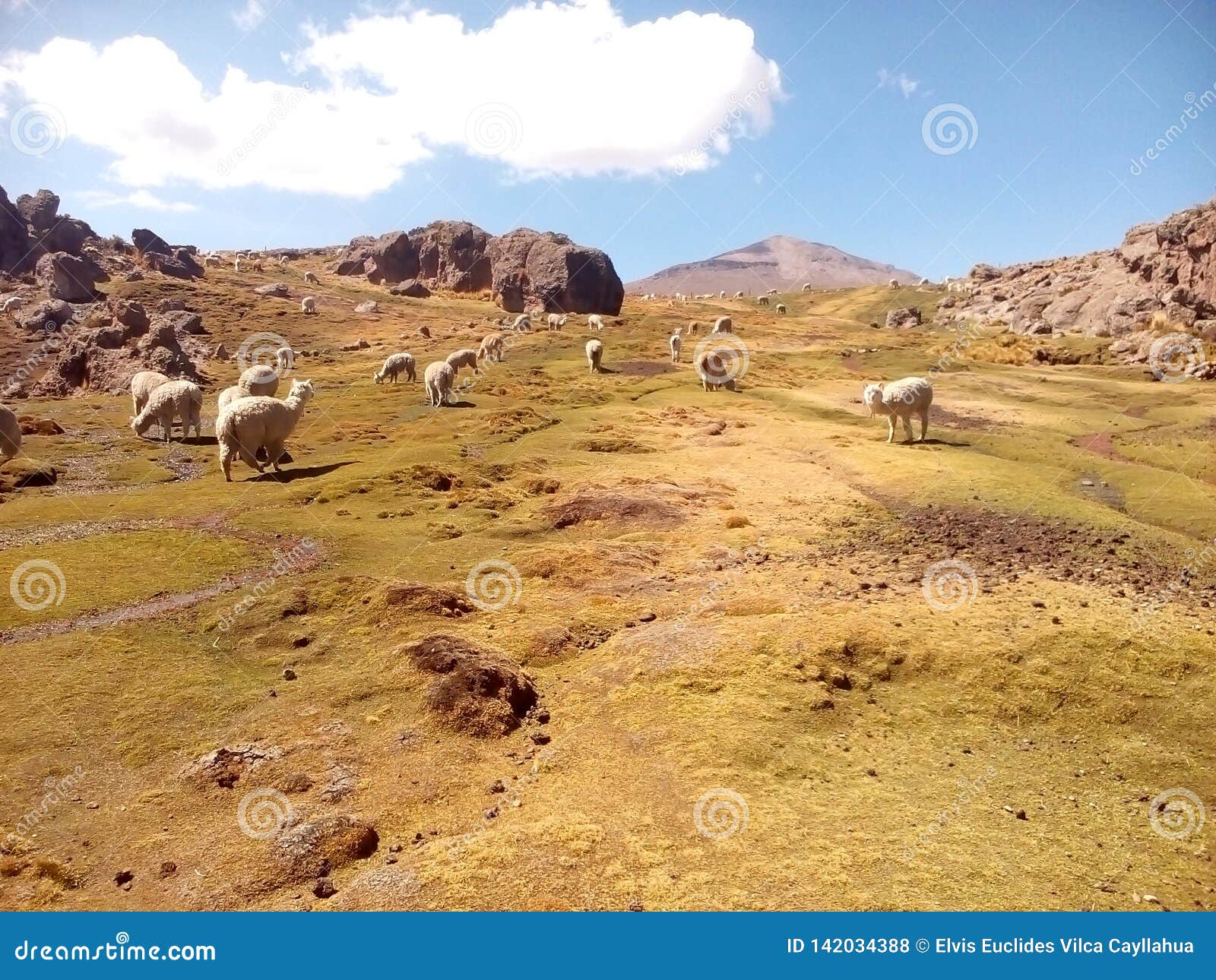 alpacas en el campo