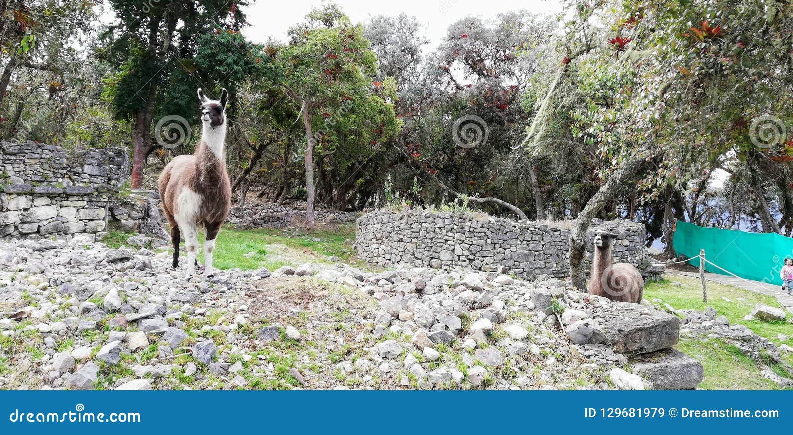 alpacas en zona rural