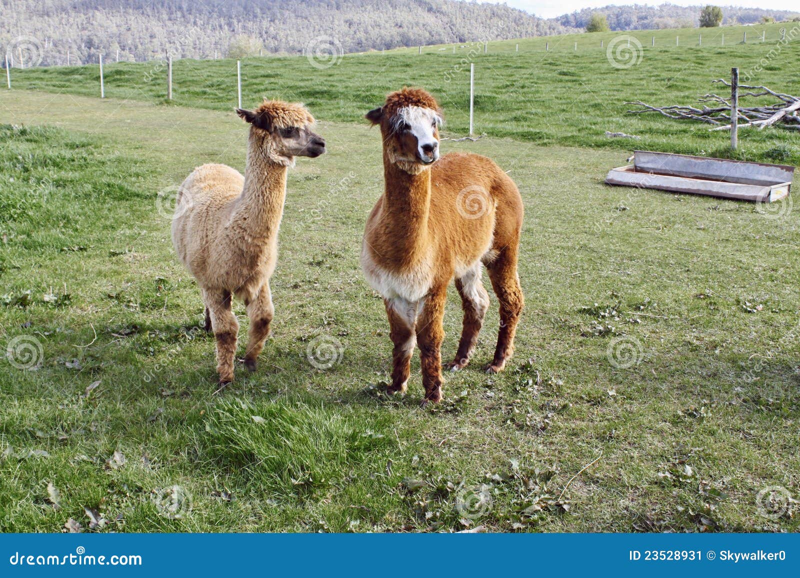 golden oaks alpaca farm golden oaks alpaca farm