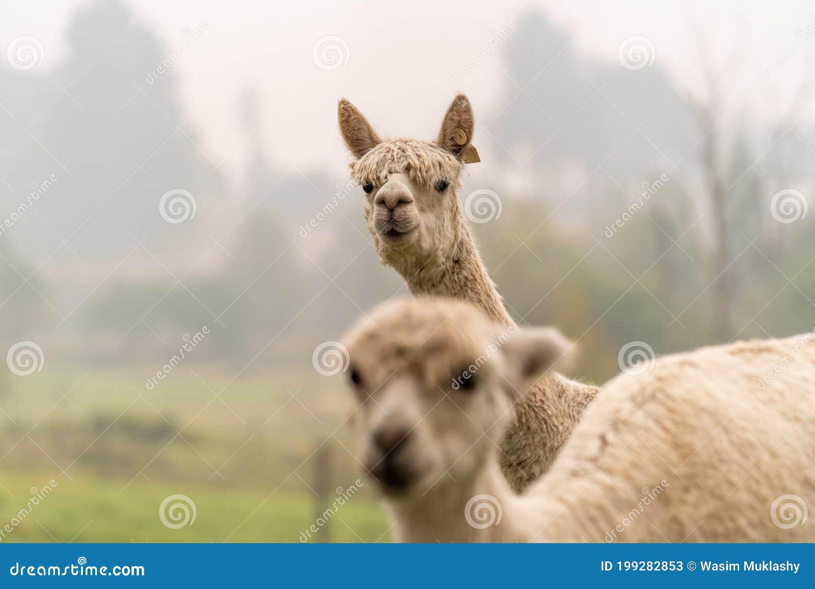 Alpacas on a Farm in Oregon Stock Image Image of plants, alpaca
