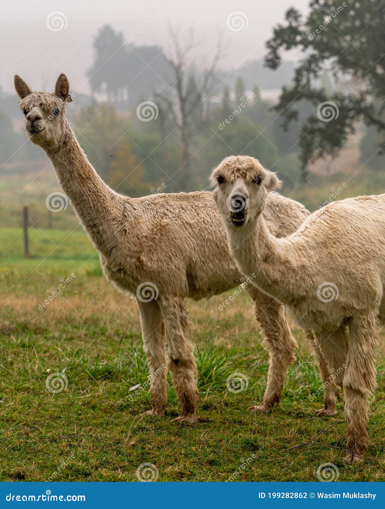 Alpacas on a Farm in Oregon Stock Photo Image of nature, meadow