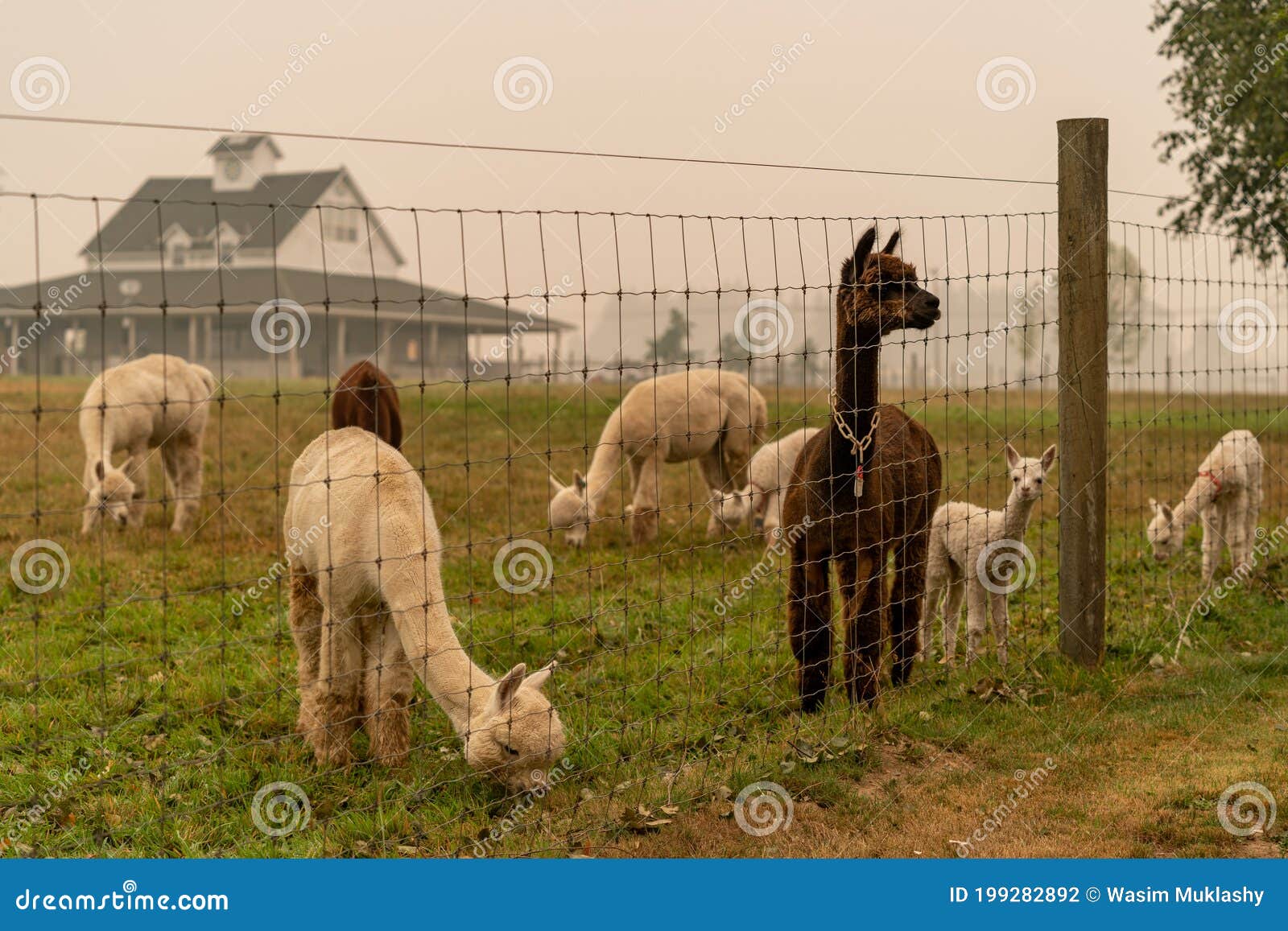 Alpacas on a Farm in Oregon Stock Photo Image of trees, alpaca 199282892