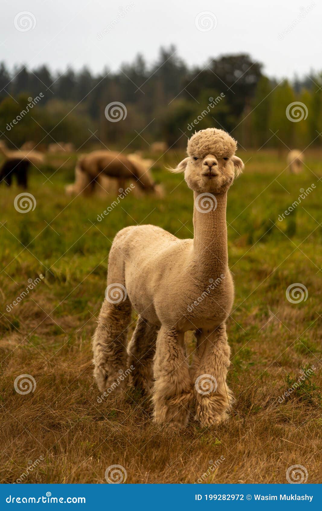 Alpacas on a Farm in Oregon Stock Photo Image of tree, farm 199282972