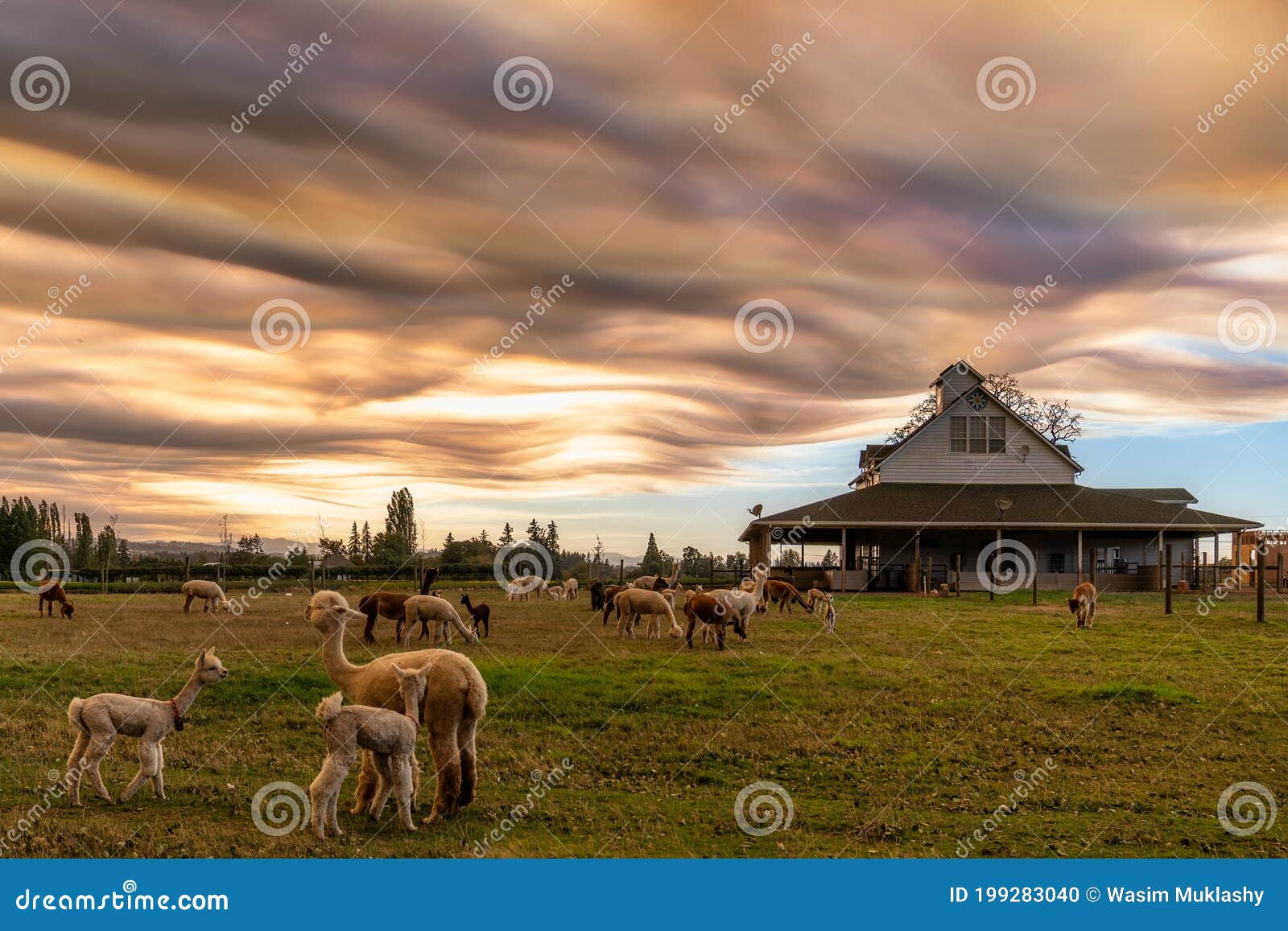 Alpacas on a Farm in Oregon Stock Photo Image of beauty, tree 199283040