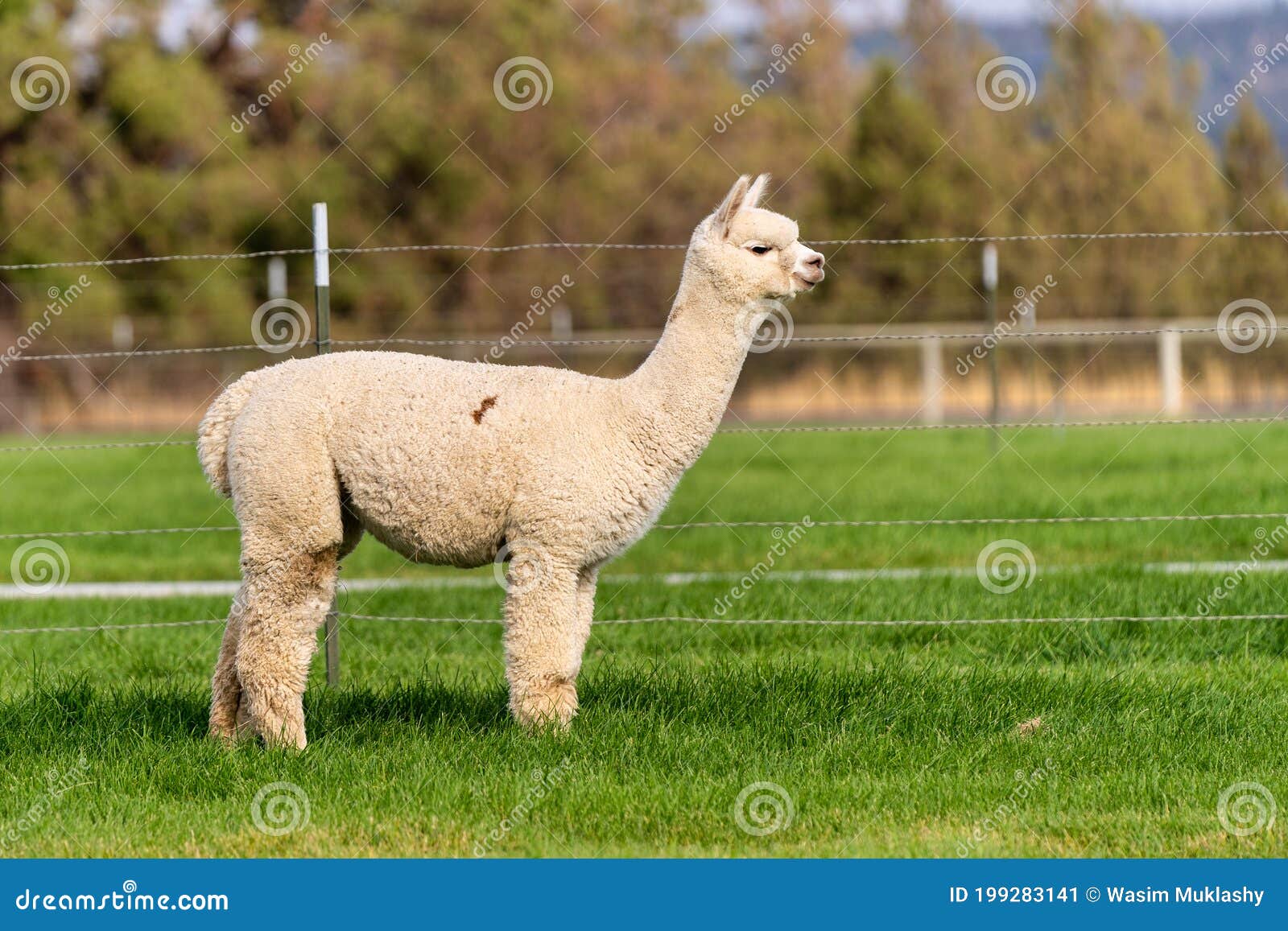 Alpacas on a Farm in Oregon Stock Image Image of golden, animals