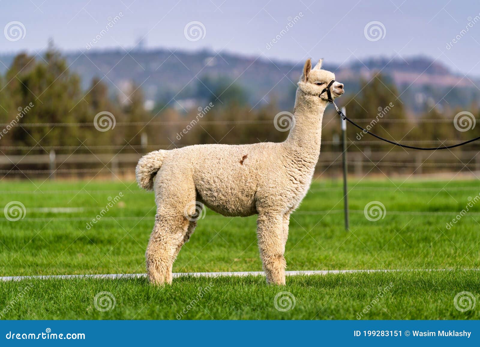 Alpacas on a Farm in Oregon Stock Image Image of wasim, deschutes
