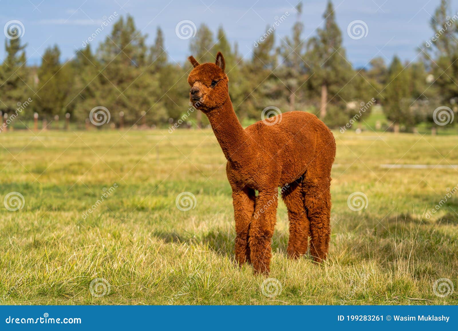Alpacas on a Farm in Oregon Stock Image Image of barn, nature 199283261