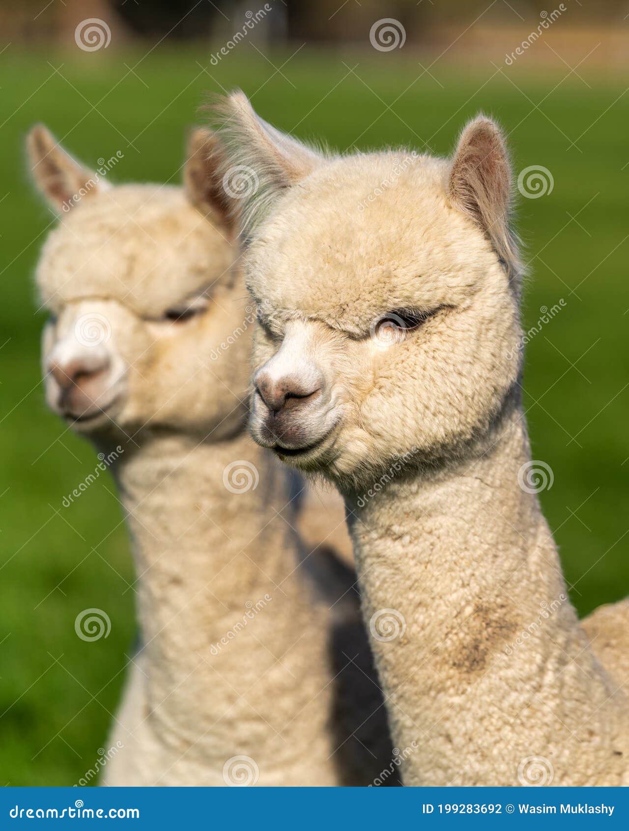 Alpacas on a Farm in Oregon Stock Photo Image of bend, farm 199283692