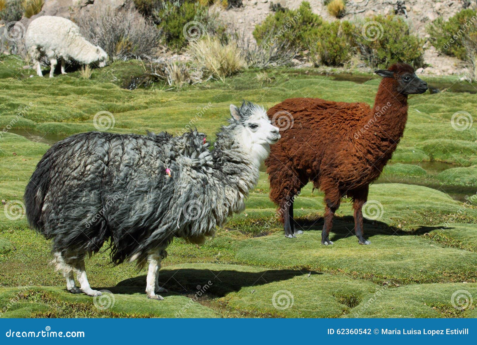 Alpacas Grazing in Volcano Isluga National Park Stock Photo Image of