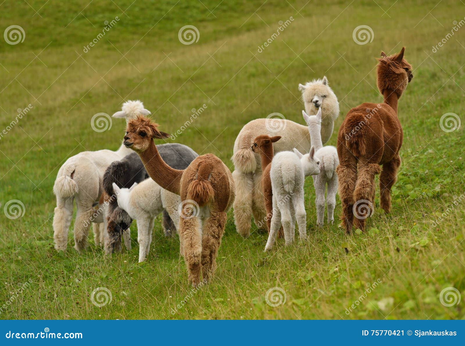 alpacas
