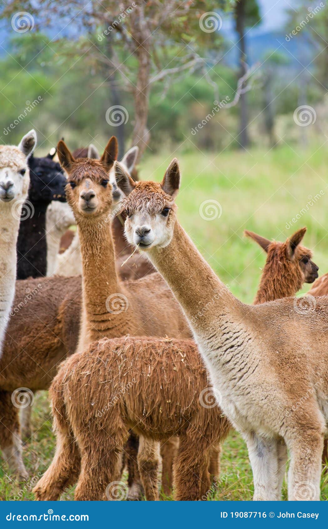 Alpacas que pasta. Um rebanho de alpacas bonitos come a grama em um prado.