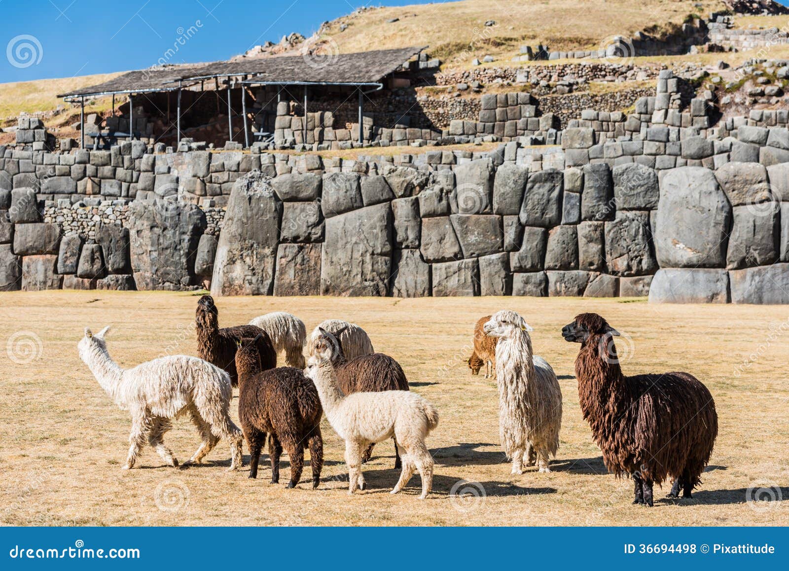 alpacas sacsayhuaman ruins peruvian andes cuzco peru