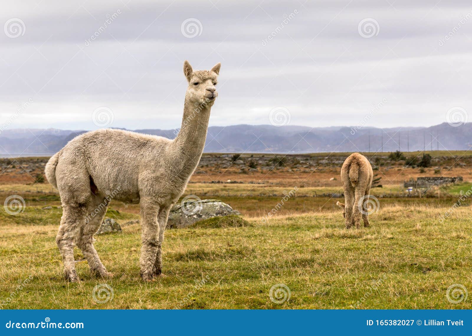 alpacas, vicugna pacos, in the beautiful landscape of lista, norway.