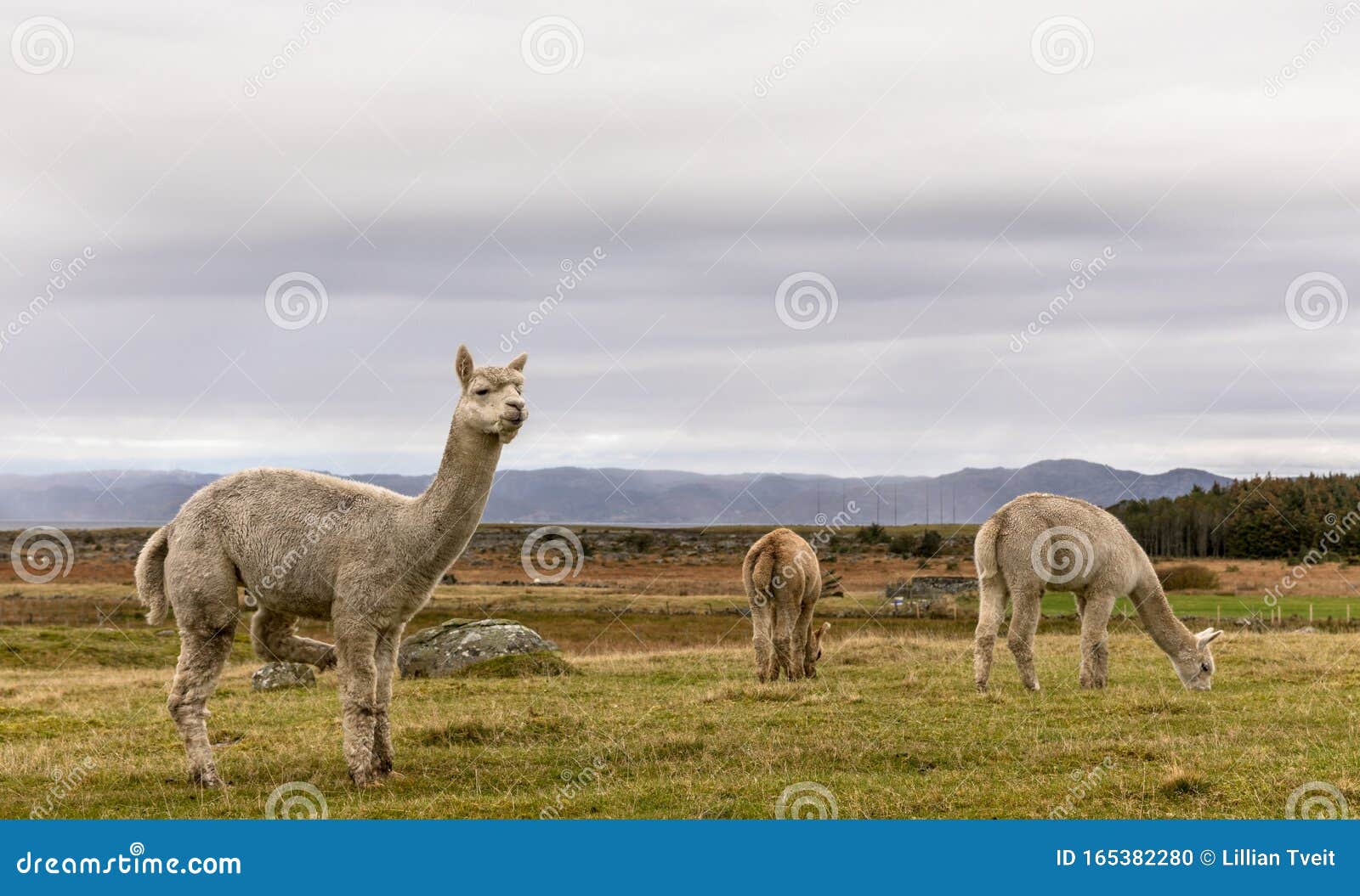 alpacas, vicugna pacos, in the beautiful landscape of lista, norway.