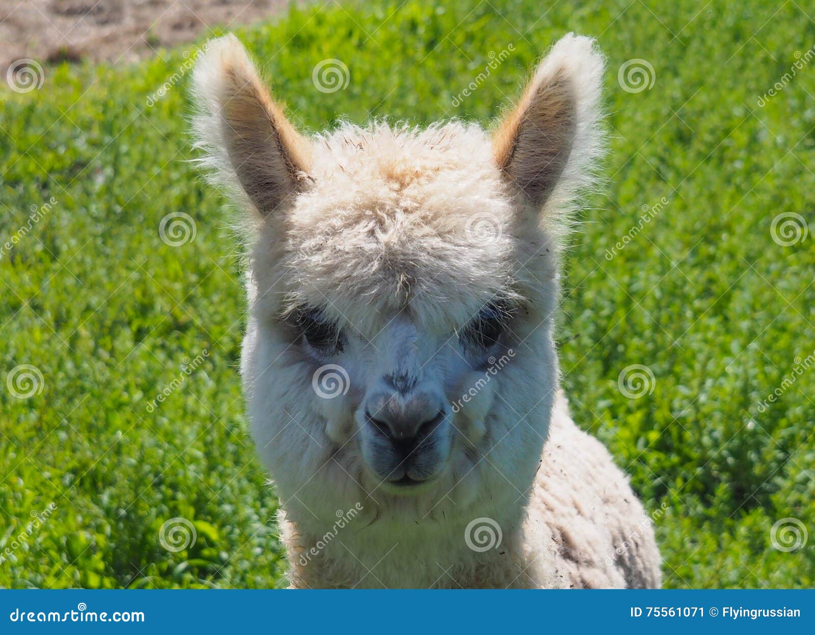 Alpaga Mignon De Bebe En Bolivie Pacos De Vicugna Image Stock Image Du Agriculture Blanc Alpaga Mignon De Bebe En Bolivie Pacos De Vicugna Image Stock Image Du Agriculture Blanc