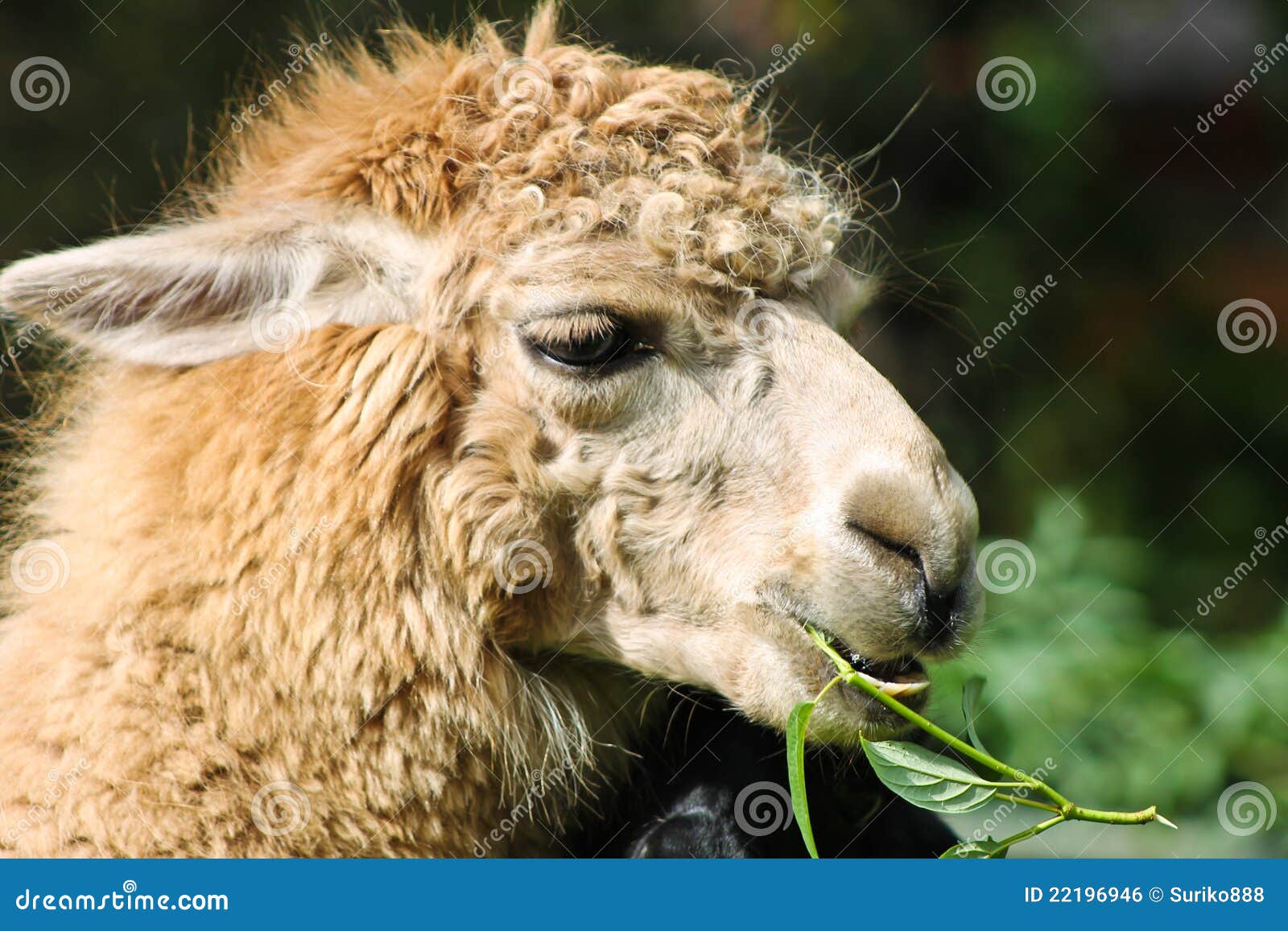 Alpaka stock photo. Image of bolivia, eating, argentina 22196946
