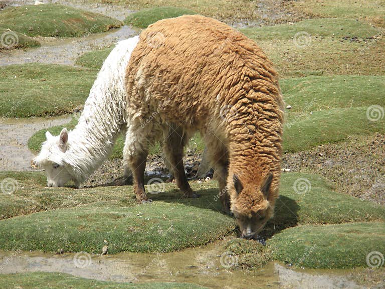 Alpaka stock image. Image of spring, alpaka, water, eating 47764971