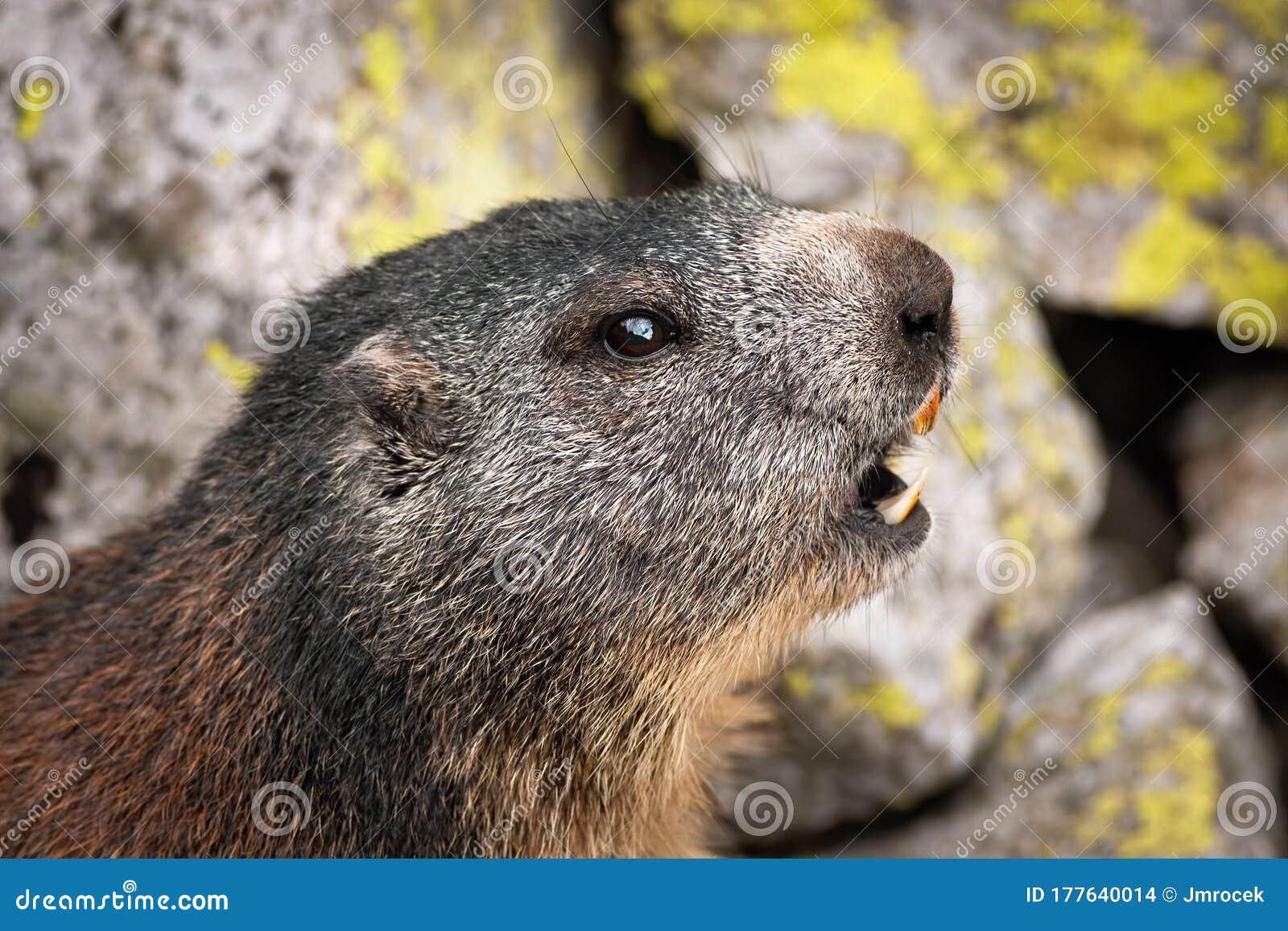 https://thumbs.dreamstime.com/z/alpenmurmeltier-aufmerksam-das-mit-open-mund-pfeifen-um-andere-den-schwierigen-bergen-vorwarnung-aufmerksamer-marmota-der-177640014.jpg