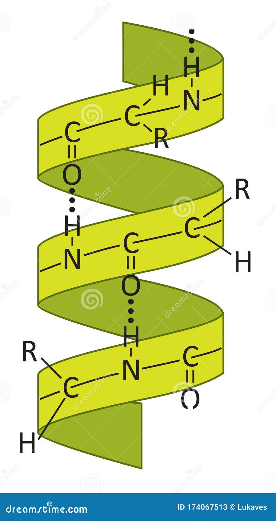 alpha helix