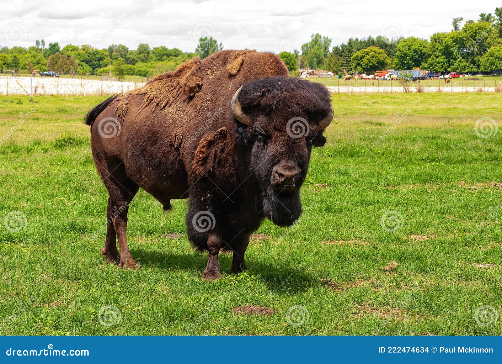 Alpha Male American Buffalo (bison) Stock Photo - of buffalo, penis: 222474634