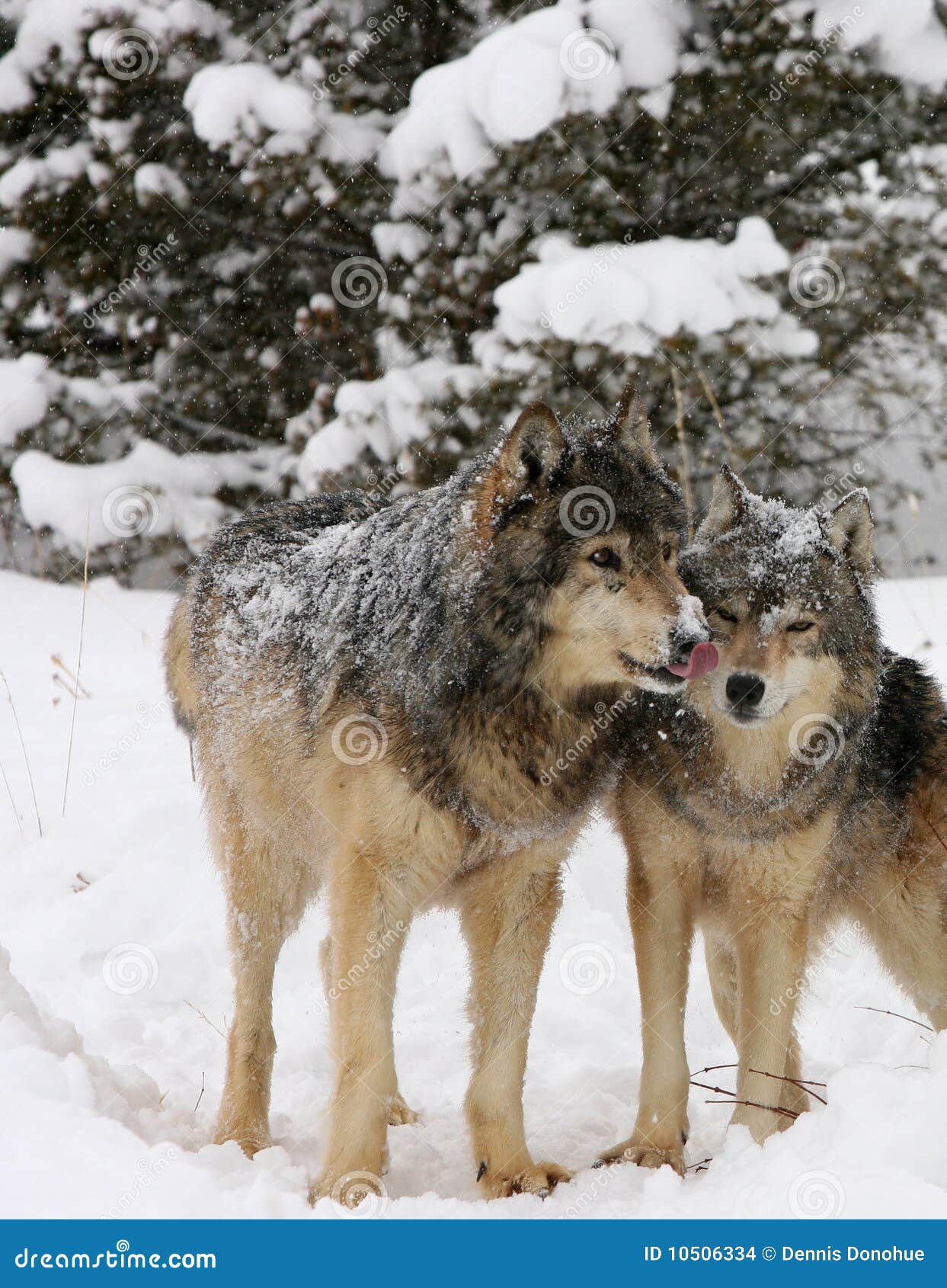 Alpha Male an Female Grey Wolf Courting Stock Photo - Image of fierce ...