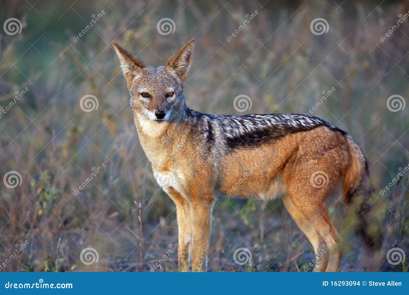jackal - alpha male - botswana