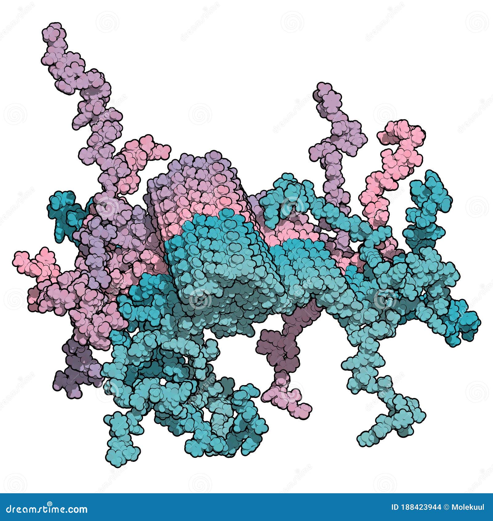 alpha-synuclein fibril structure, determined by solid-state nmr. thought to play a role in diseases including parkinson`s disease