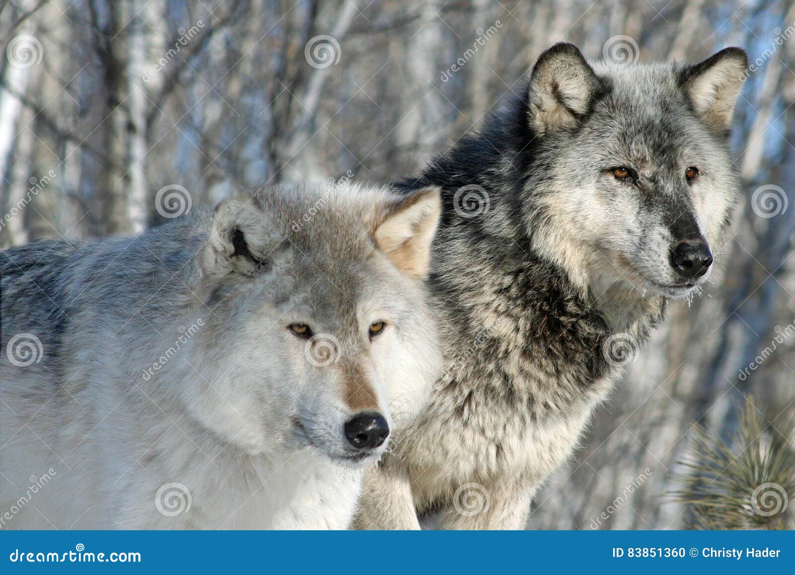 Alpha Wolves stock photo. Image of wolves, fauna, attention - 83851360