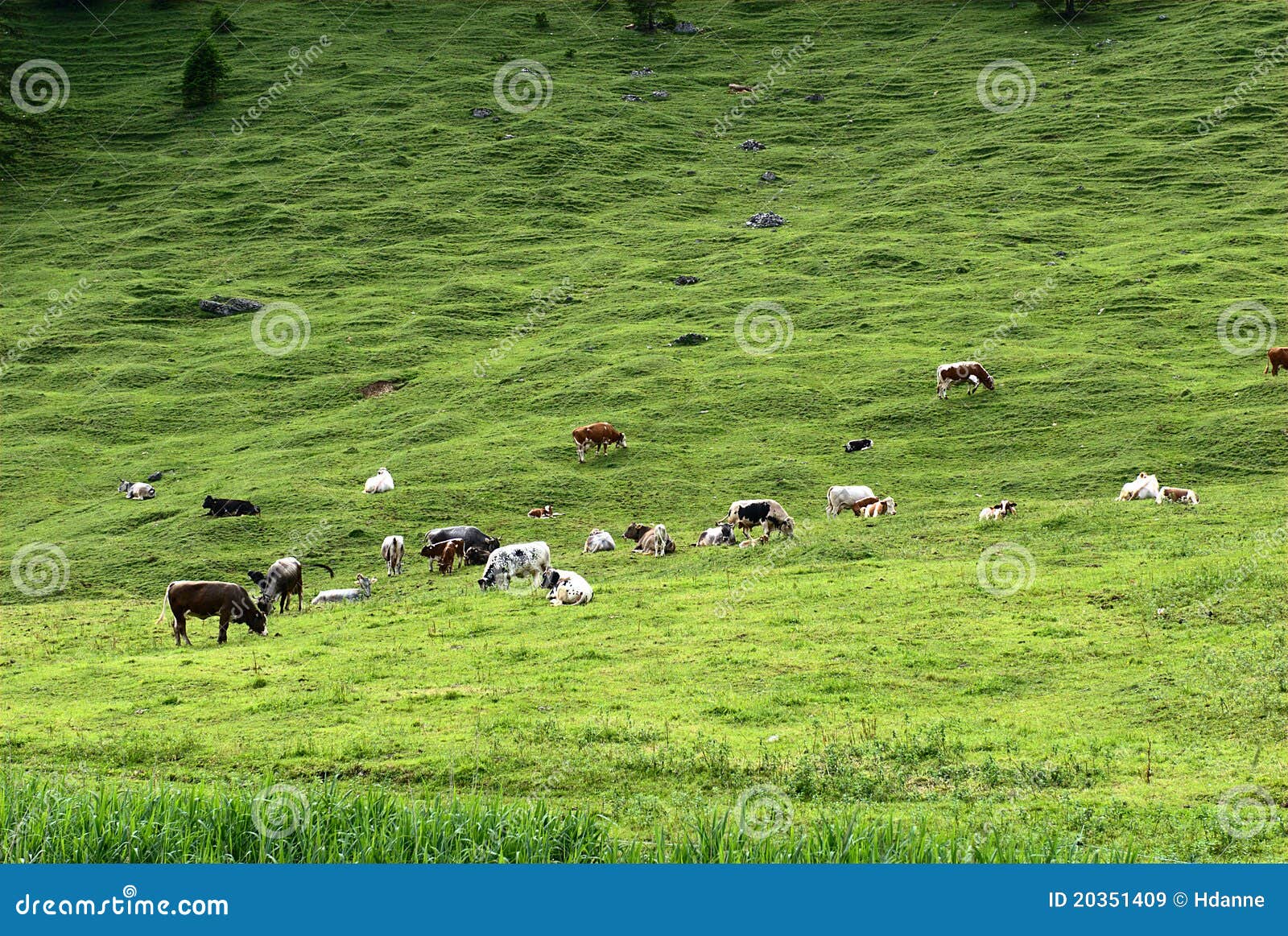 alpin cattle