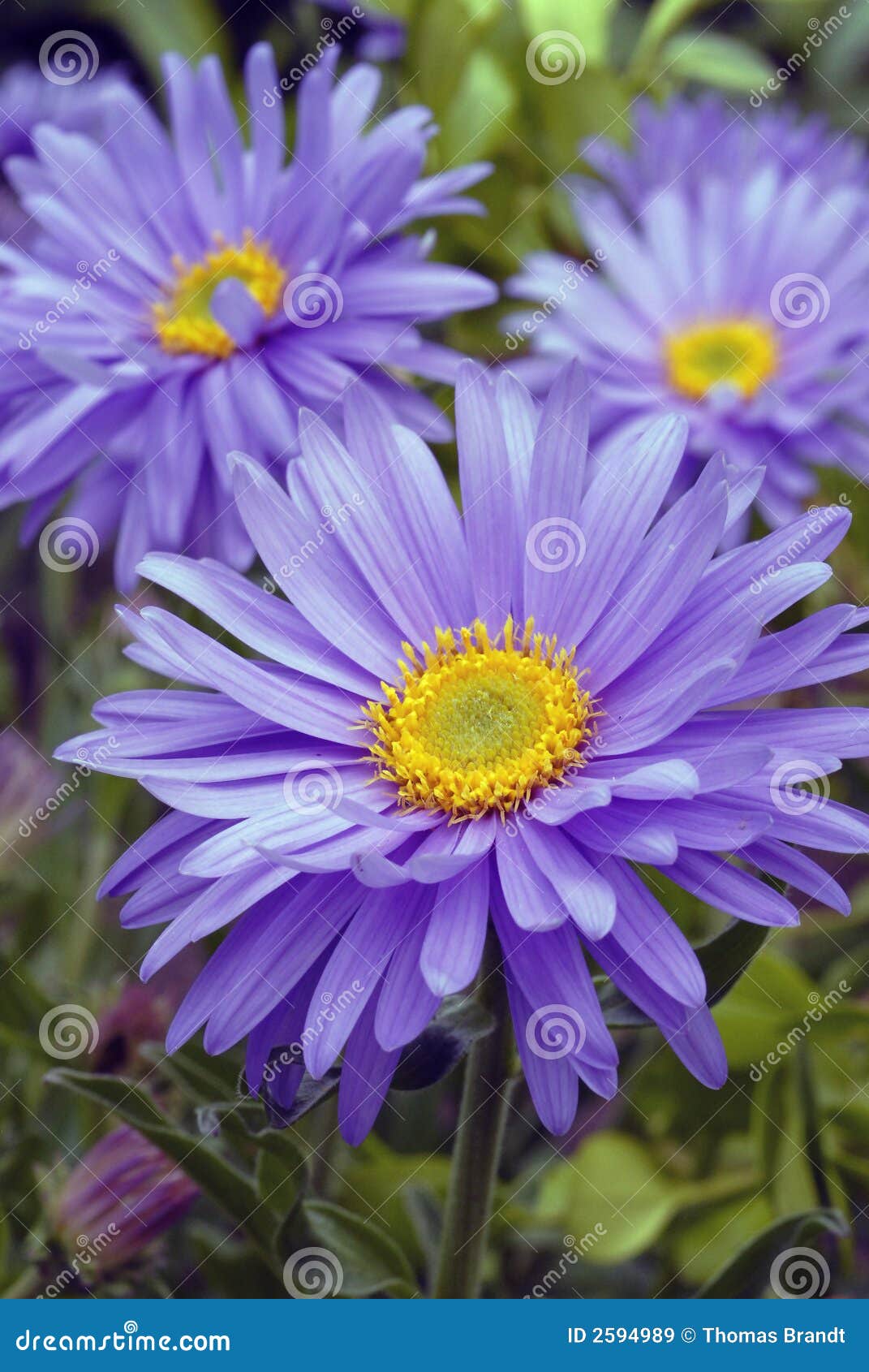 a trio of alpine aster flowers